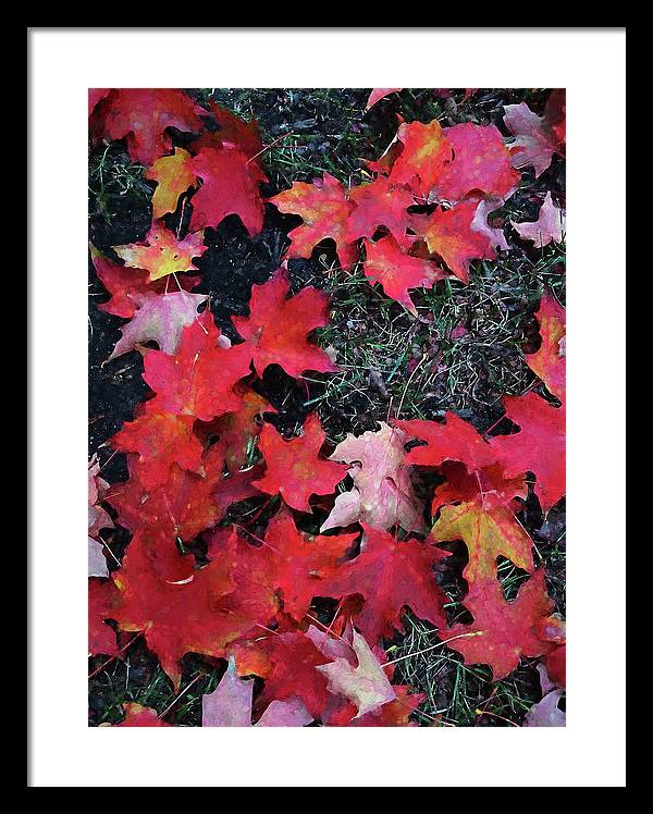 Maple Leaves In October 5 - Framed Print