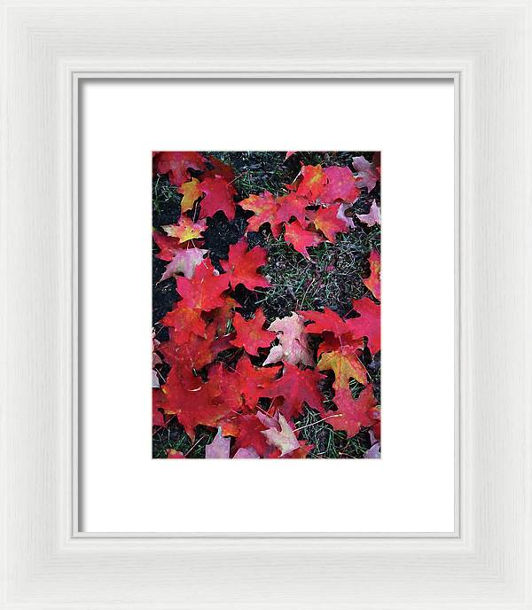 Maple Leaves In October 5 - Framed Print