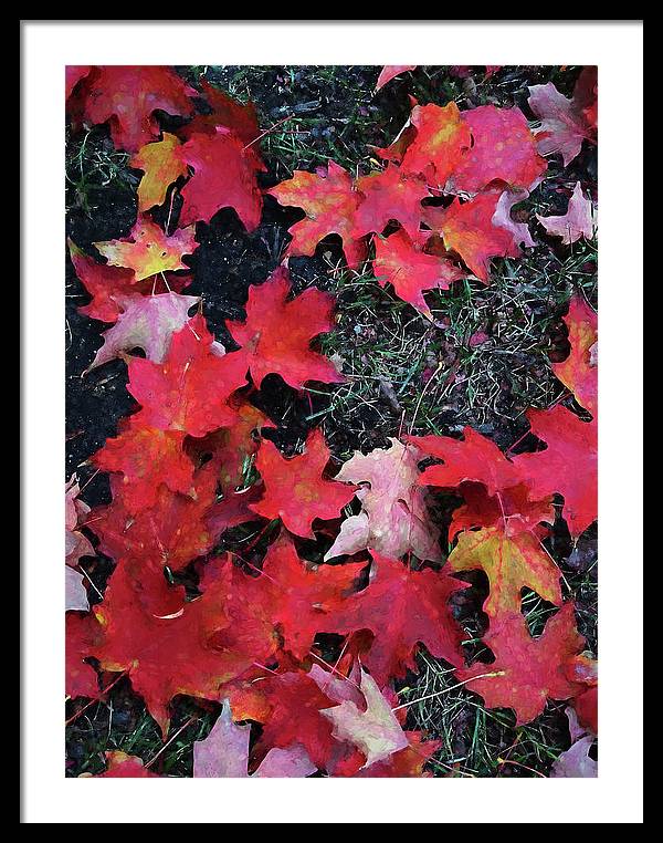 Maple Leaves In October 5 - Framed Print