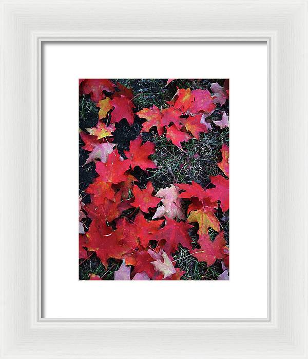 Maple Leaves In October 5 - Framed Print