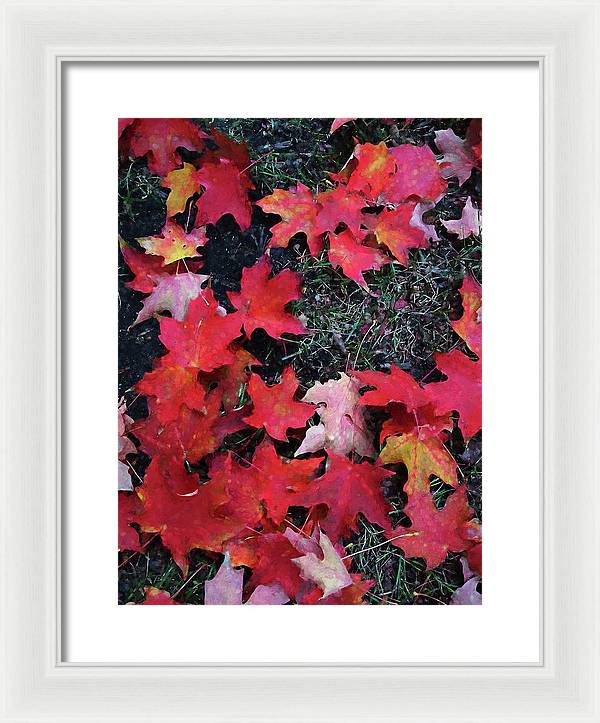 Maple Leaves In October 5 - Framed Print