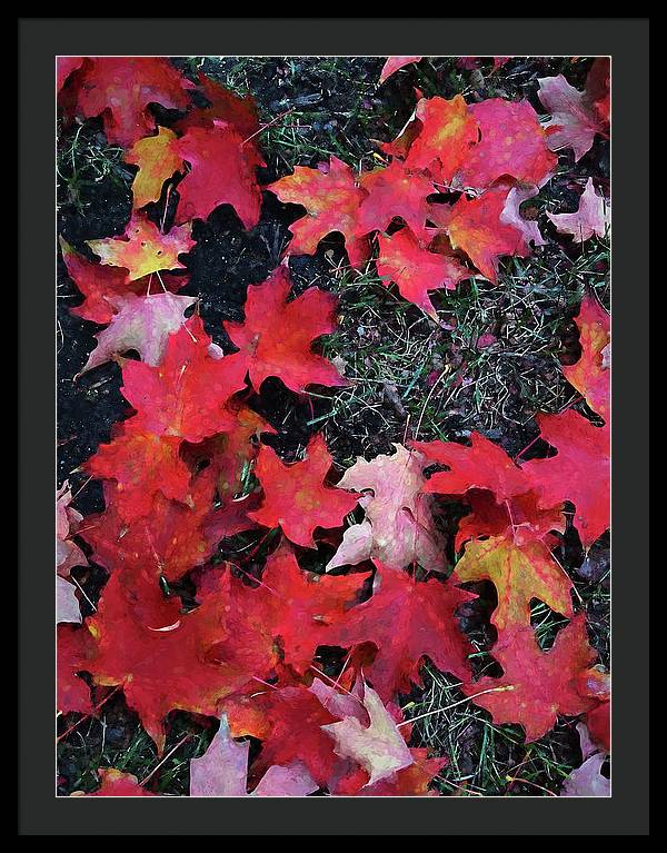 Maple Leaves In October 5 - Framed Print