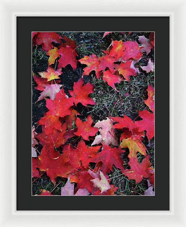 Maple Leaves In October 5 - Framed Print