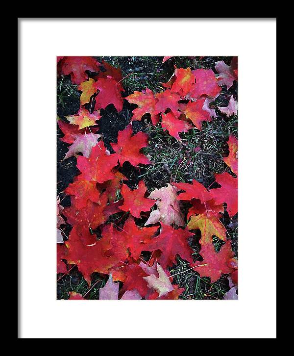 Maple Leaves In October 5 - Framed Print