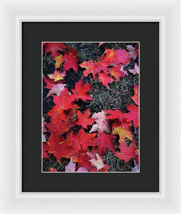 Maple Leaves In October 5 - Framed Print