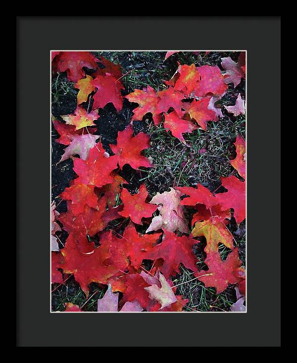 Maple Leaves In October 5 - Framed Print