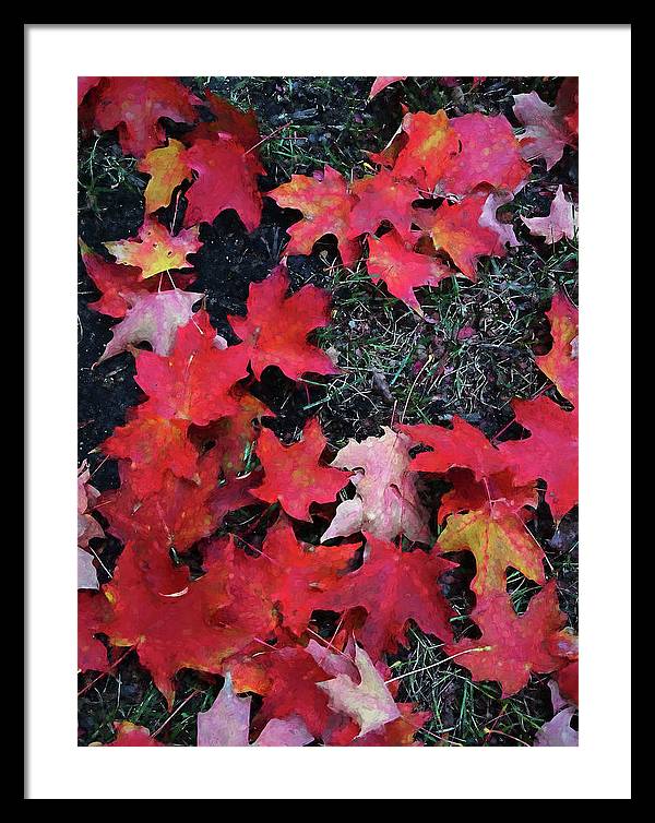 Maple Leaves In October 5 - Framed Print