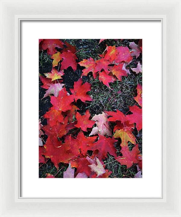 Maple Leaves In October 5 - Framed Print