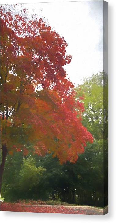 Maple Tree In October - Canvas Print