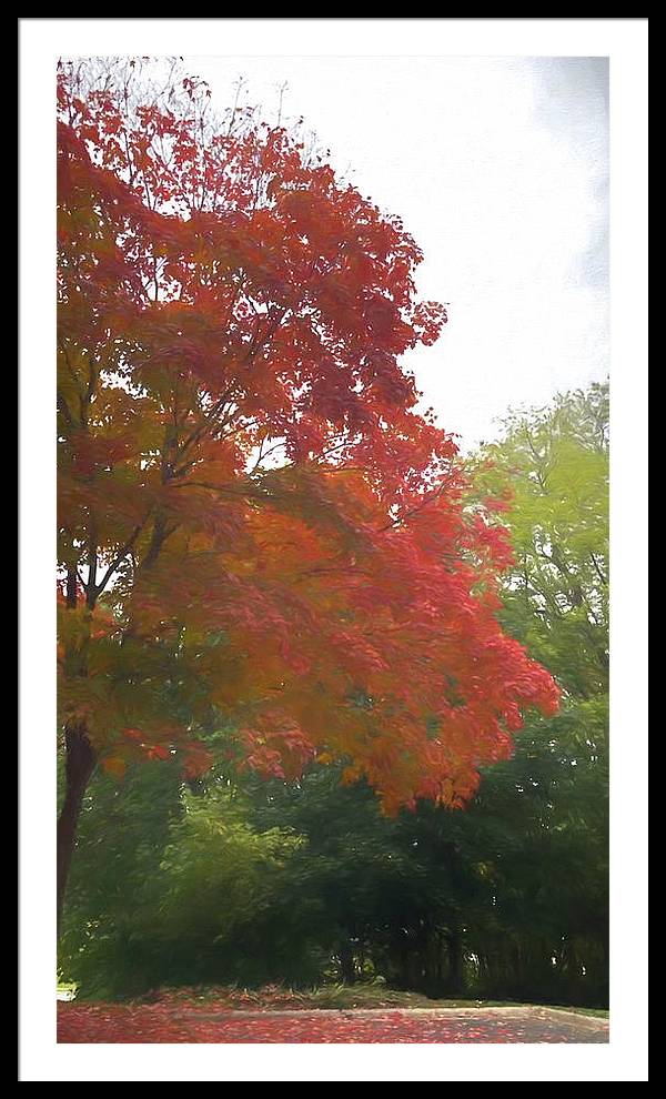 Maple Tree In October - Framed Print