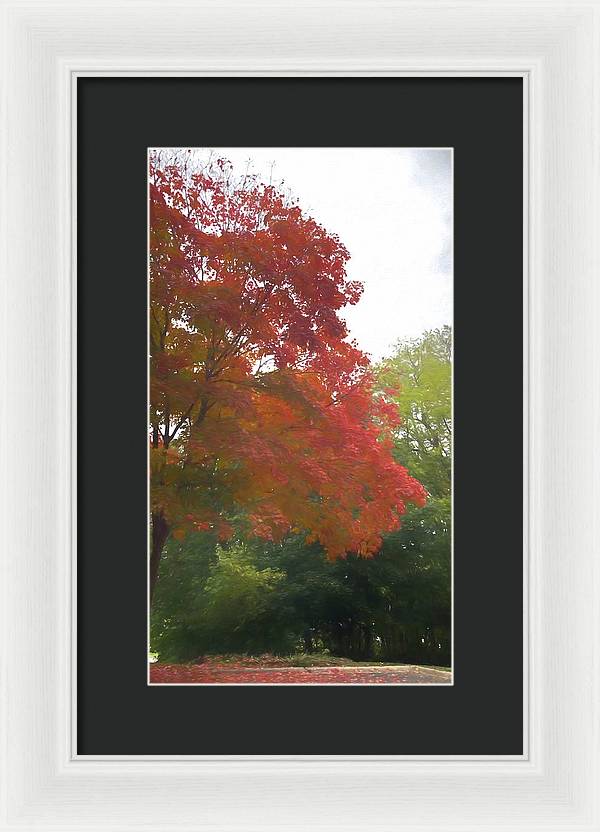 Maple Tree In October - Framed Print