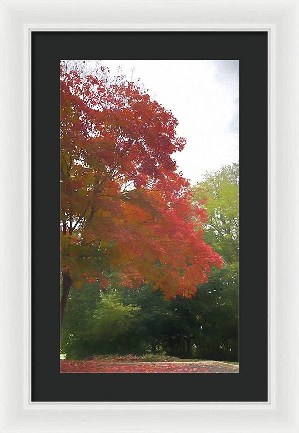 Maple Tree In October - Framed Print