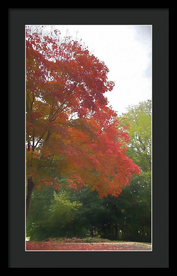 Maple Tree In October - Framed Print