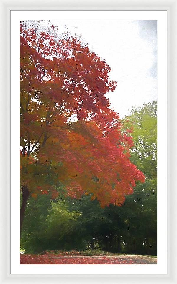 Maple Tree In October - Framed Print