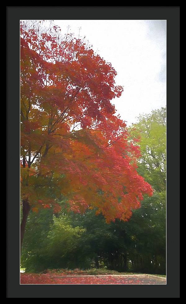 Maple Tree In October - Framed Print