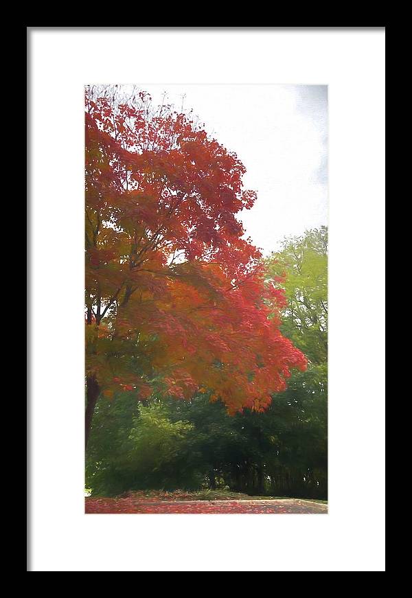 Maple Tree In October - Framed Print