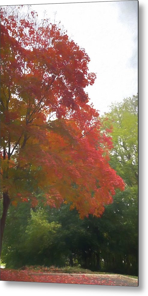 Maple Tree In October - Metal Print