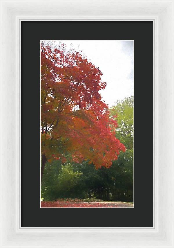 Maple Tree In October - Framed Print