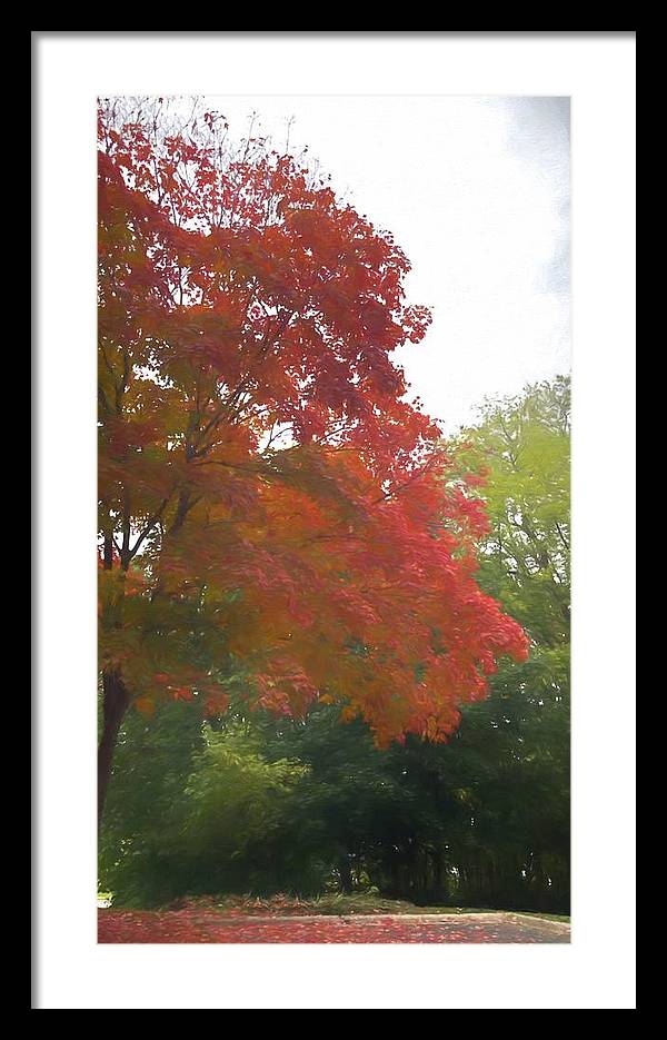 Maple Tree In October - Framed Print