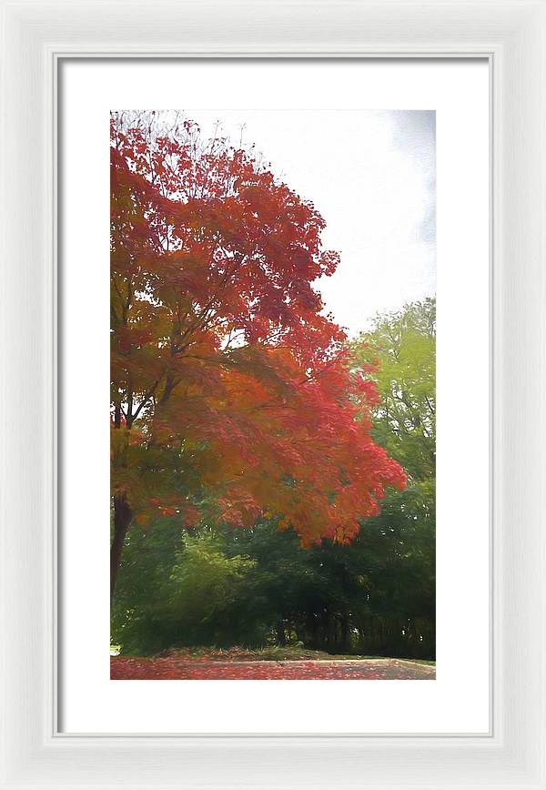 Maple Tree In October - Framed Print