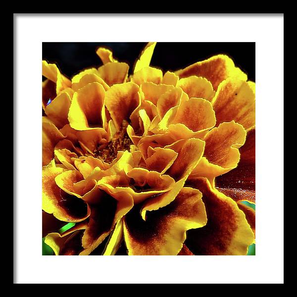 Marigold Close Up - Framed Print
