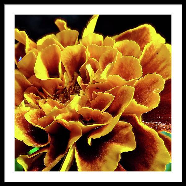 Marigold Close Up - Framed Print