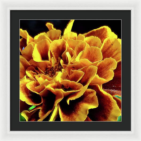 Marigold Close Up - Framed Print