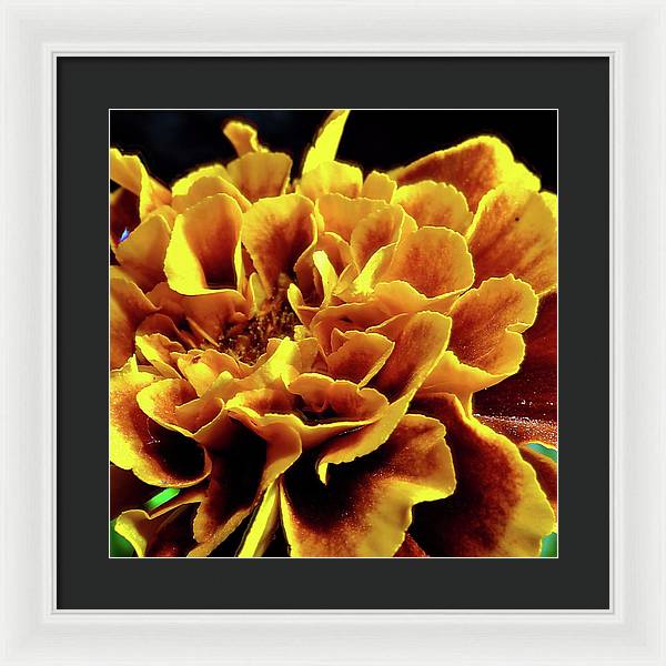 Marigold Close Up - Framed Print