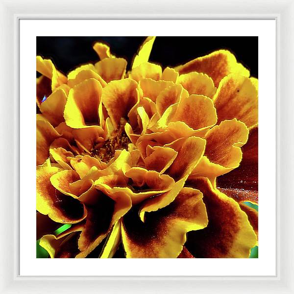 Marigold Close Up - Framed Print