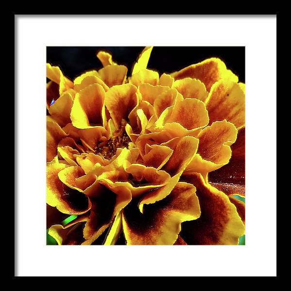 Marigold Close Up - Framed Print