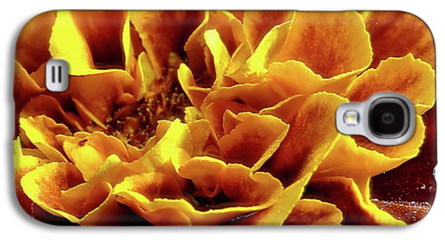 Marigold Close Up - Phone Case