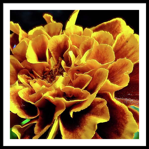 Marigold Close Up - Framed Print