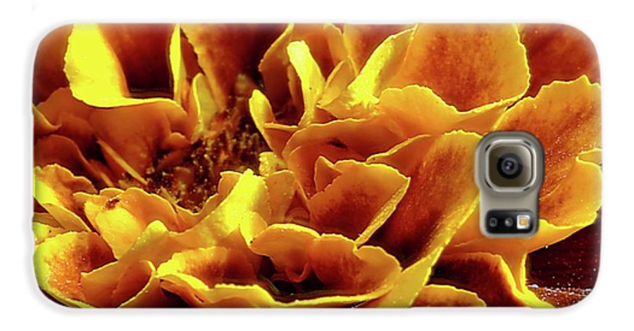 Marigold Close Up - Phone Case