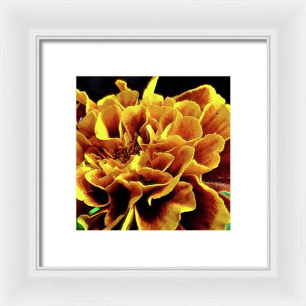 Marigold Close Up - Framed Print