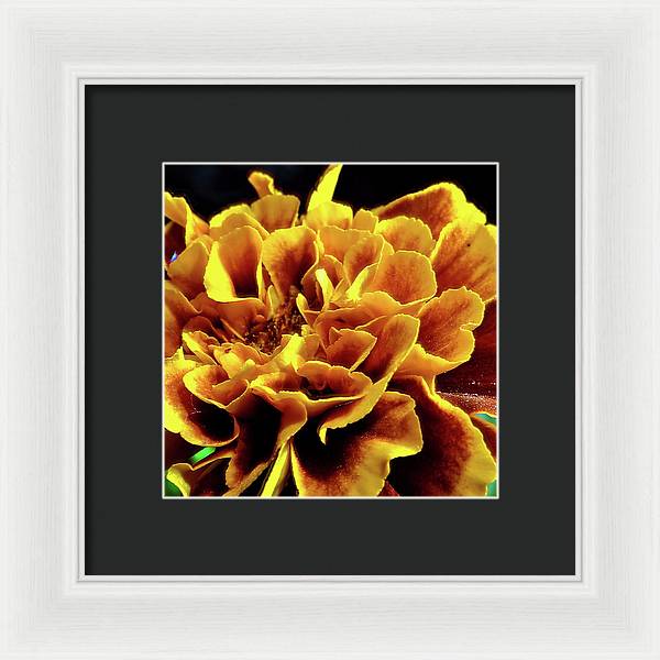 Marigold Close Up - Framed Print
