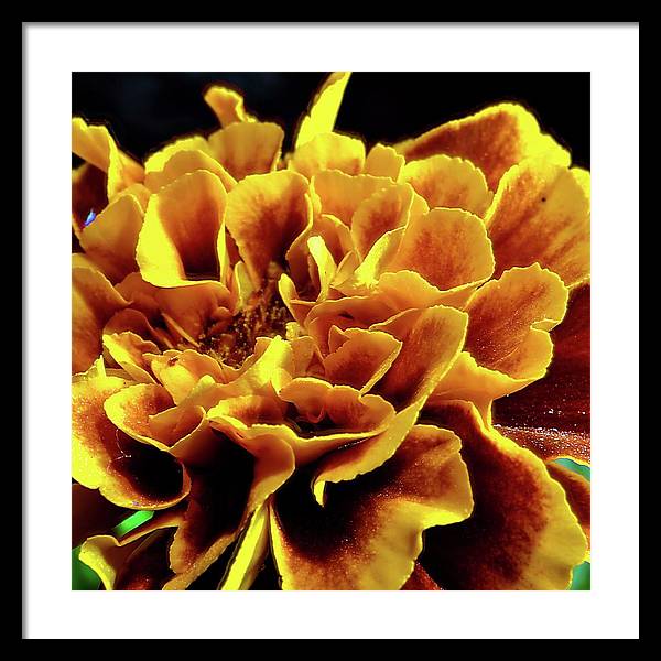 Marigold Close Up - Framed Print