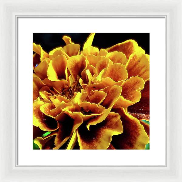 Marigold Close Up - Framed Print