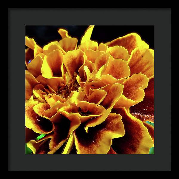 Marigold Close Up - Framed Print