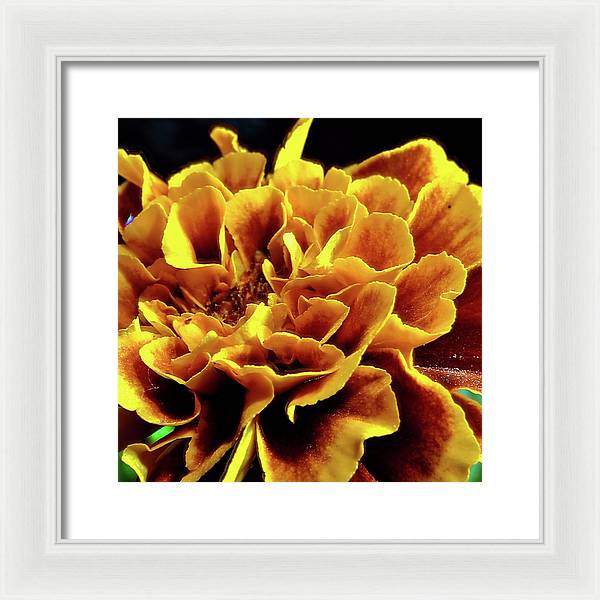 Marigold Close Up - Framed Print
