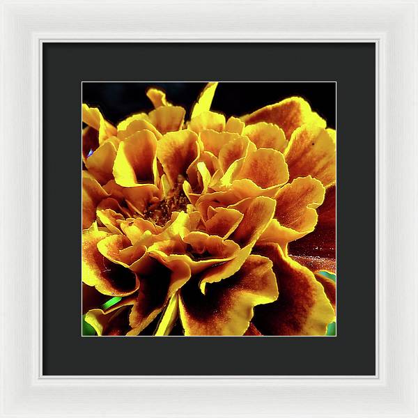 Marigold Close Up - Framed Print