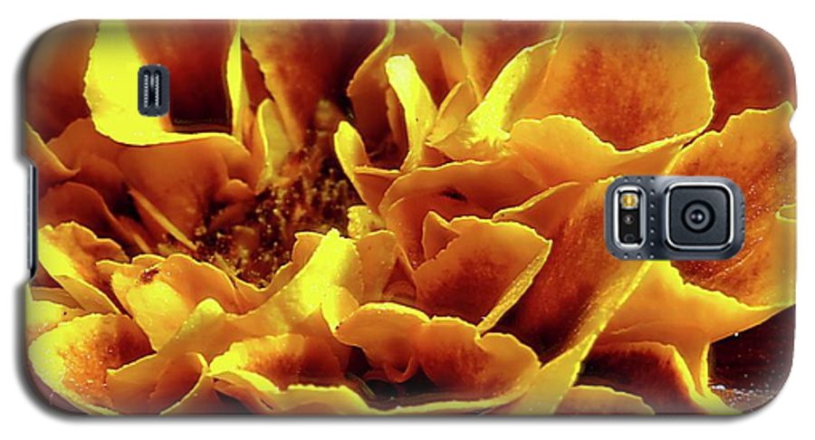 Marigold Close Up - Phone Case