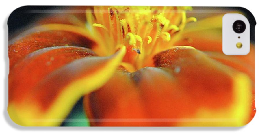 Marigold With Pollen - Phone Case