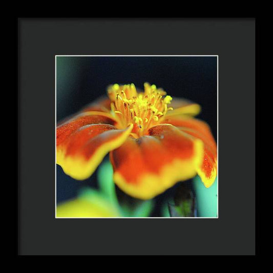Marigold With Pollen - Framed Print