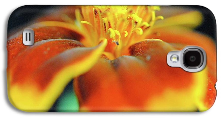 Marigold With Pollen - Phone Case
