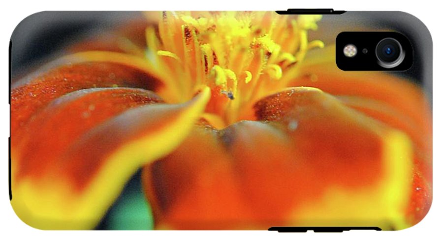 Marigold With Pollen - Phone Case