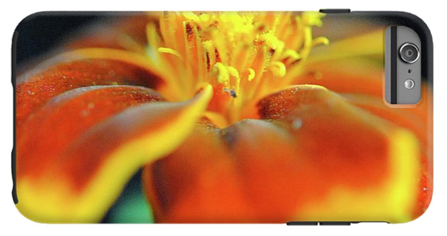 Marigold With Pollen - Phone Case