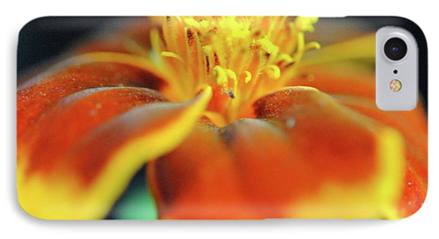 Marigold With Pollen - Phone Case