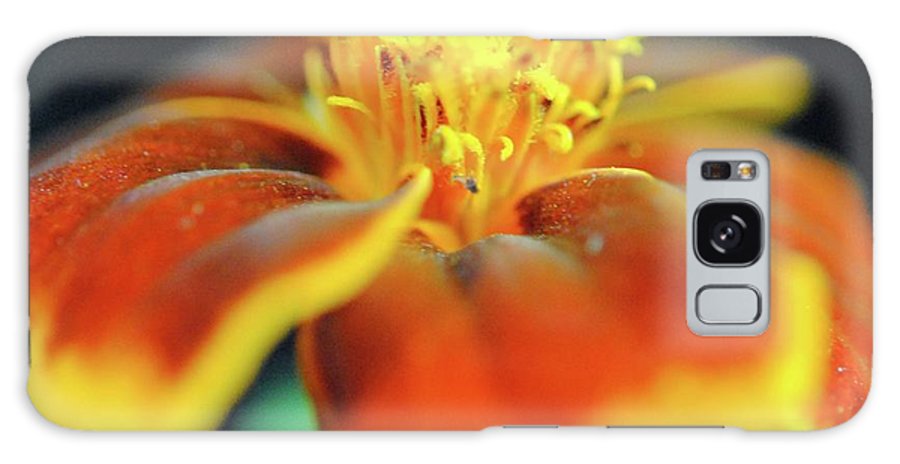 Marigold With Pollen - Phone Case