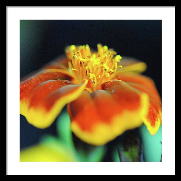 Marigold With Pollen - Framed Print