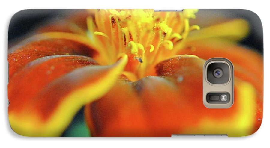 Marigold With Pollen - Phone Case